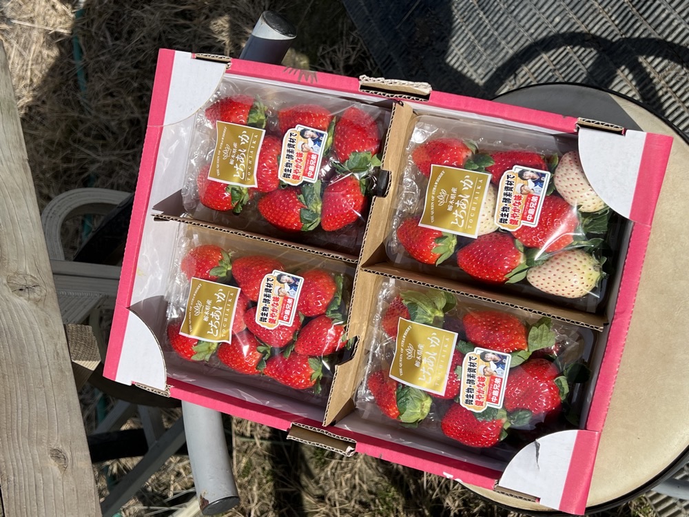 レギュラーパック
